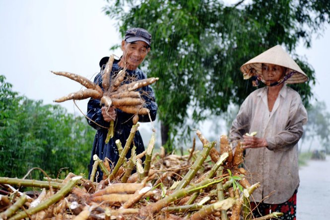 Nông dân xã Tam Thăng dầm mưa thu hoạch sắn - Ảnh: LÊ TRUNG