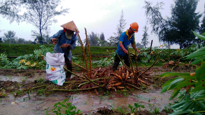 Nông dân Quảng Nam thu hoạch sắn dưới mưa - Ảnh: LÊ TRUNG