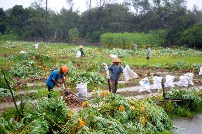 Nhiều diện tích trồng sắn ở xã Tam Thăng phải thu hoạch sớm bị mưa bão. Ảnh: LÊ TRUNG