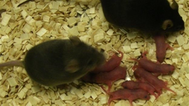 Trong thử nghiệm trên chuột, tỉ lệ đậu thai thành công là 25% - Ảnh: Tony Perry