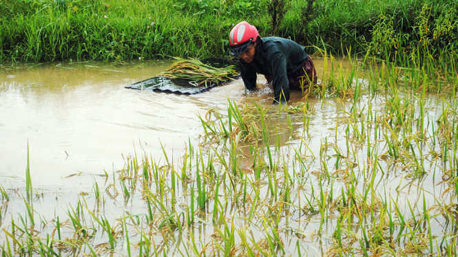 Người dân huyện Nam Đàn, Nghệ An dầm mình gặt lúa chạy lụt - Ảnh: DOÃN HÒA