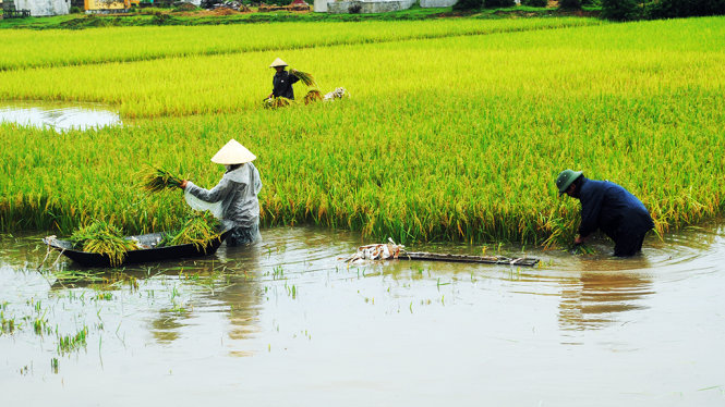 Người dân Nghệ An thu hoạch lúa bị ngập úng do mưa lũ. Ngoài thiệt hại về người, đợt mưa lũ vừa qua làm hơn 11.500 hecta lúa và hoa màu người dân Nghệ An bị ngập, đổ - Ảnh: DOÃN HÒA