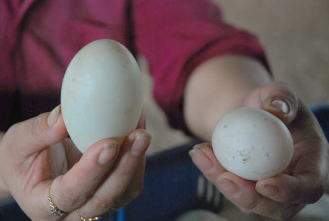 Quả trứng hai lòng đỏ có kích thước lớn hơn hẳn so với trứng một lòng đỏ