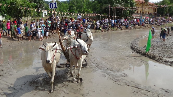 Lễ hội đua bò hằng năm thu hút hàng ngàn lượt người trong cả nước về An Giang xem dù trời nắng chói chang - Ảnh: BỬU ĐẤU
