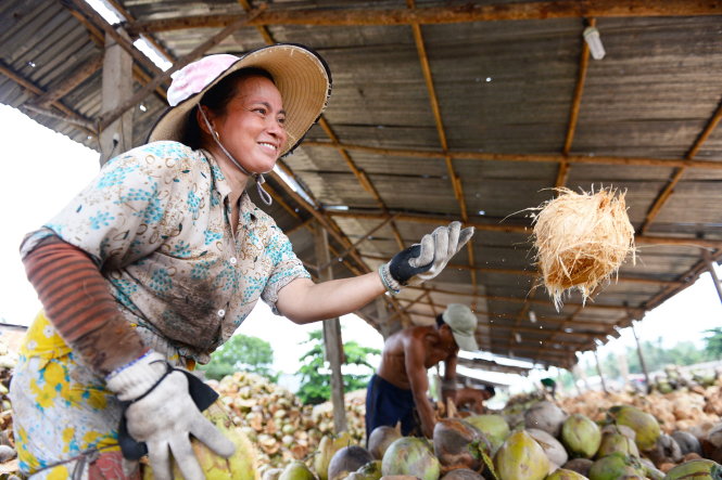Dừa đước giá, chị Nguyễn Thị Nga (42 tuổi) chủ vựa dừa, cùng lột vỏ dừa với thợ cho kịp chuyến tầu hàng - Ảnh: Hữu Khoa