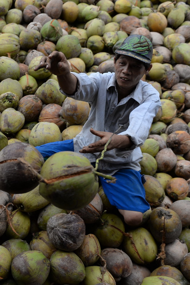 Ông Lê Hoài Bảo (52 tuổi) chọn dừa bán cho thương lái tại chợ