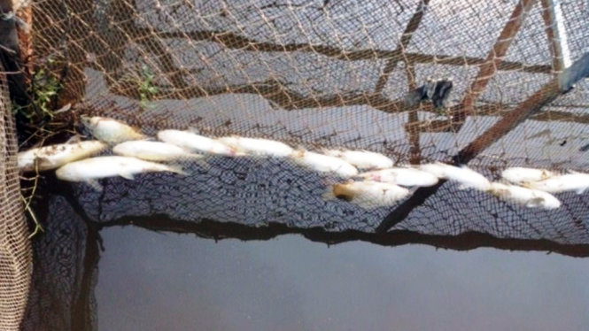 Cá lồng của người dân nuôi trên sông Bùng chết hàng loạt chưa rõ nguyên nhân - Ảnh: NGỌC HOA