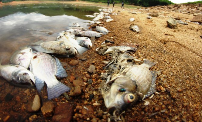 Cá chết trắng hồ Phước Hà vào tháng 8-2016. Ảnh: L.TRUNG