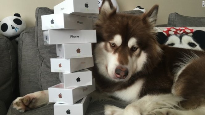 Chó mua iPhone 7: Chó là một loài động vật rất thông minh và có thể học hỏi được nhiều điều thú vị. Hãy đến và xem bức ảnh về chú chó thông minh đang muốn sở hữu một chiếc iPhone 7 để trở thành con vật đáng yêu nhất trên mạng xã hội!