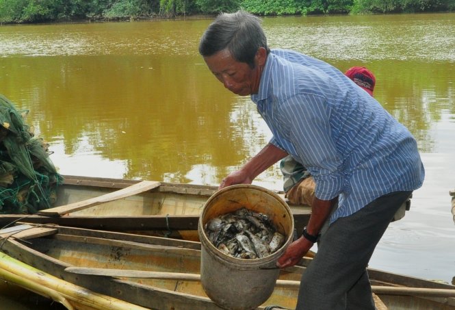 Cá chết nổi trên sông Sa Lung vào đầu tháng 9 được người dân vớt lên cho gia súc ăn – Ảnh: QUỐC NAM