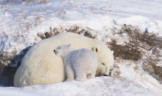 Cuộc sống ngọt ngào bên mẹ của gấu con thường kéo dài trong khoảng 2-3 năm
