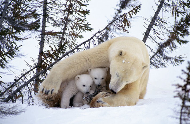 Trong các bà mẹ của thế giới động vật, gấu có tiếng là tận tụy và thương con