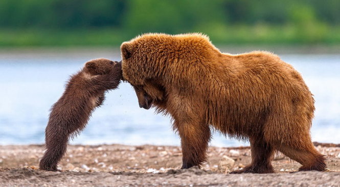 Gấu mẹ dạy con kỹ năng chiến đấu - Ảnh: BORED PANDA