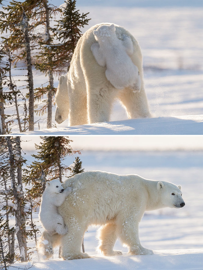 Gấu con nhõng nhẽo với mẹ