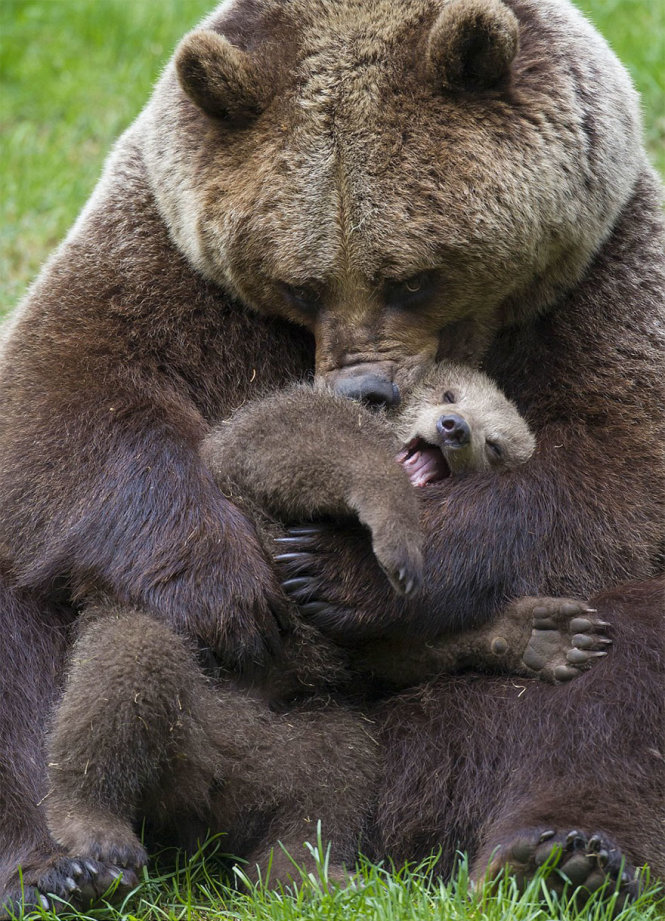 Sau khoảng 2-3 năm, gấu mẹ sẽ để con bắt đầu cuộc sống tự lập