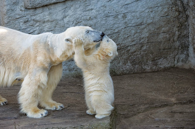 Một gấu con đang âu yếm ôm mặt mẹ