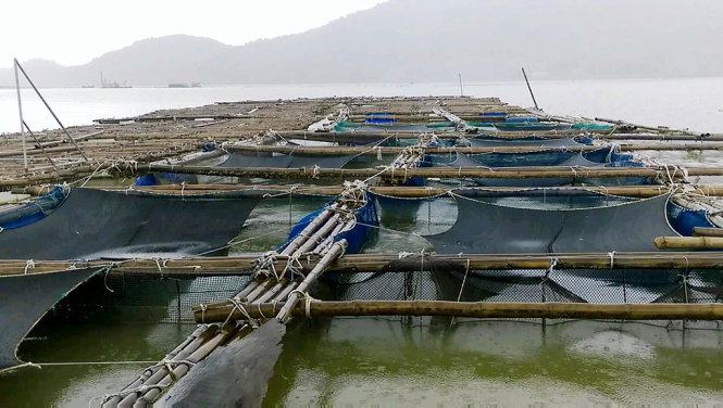 Toàn bộ bè cá của Hợp tác xã Hợp Lực ở xã Thạch Bằng bị nước lũ đổ về cuốn trôi ra biển - Ảnh: VĂN ĐỊNH