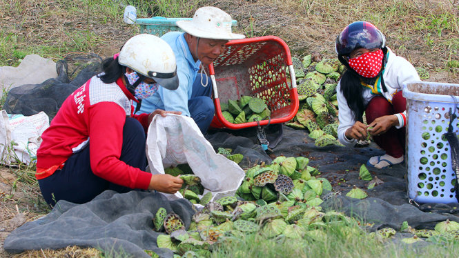 Do nhiều năm không có lũ hoặc lũ nhỏ, người dân ở vùng đầu nguồn thuộc tỉnh An Giang đã chuyển sang trồng sen để thích ứng với tình hình mới - Ảnh: Chí Quốc