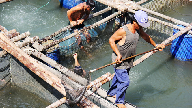 Nguyên nhân cá chết hàng loạt ở bến neo đậu tàu thuyền Sa Huỳnh là do ô nhiễm nguồn nước - Ảnh: Trần Mai