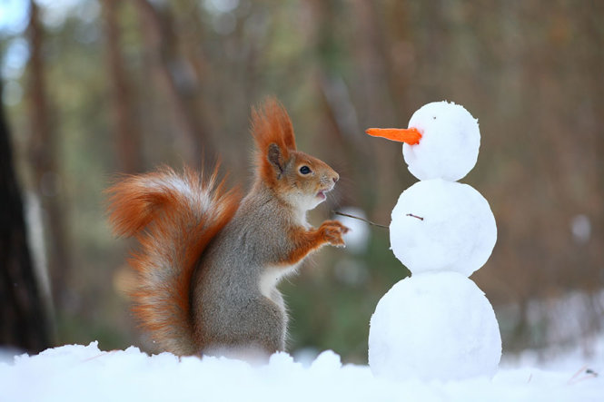 Thấy có thức ăn trên người tuyết, chú sóc này tới gần...