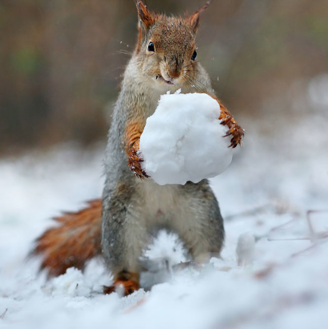 Chú sóc này đang tìm thức ăn trong quả bóng tuyết