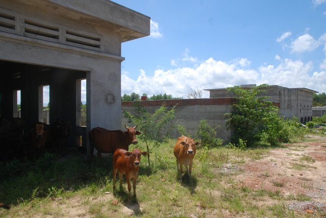 Khu nhà điều hành của nhà máy nước Hải Chánh trở thành chuồng nuôi bò nhiều tháng qua – Ảnh: QUỐC NAM