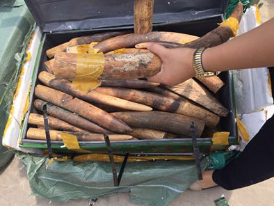 Hơn 300kg ngà động vật nghi là ngà voi bị bắt giữ tại sân bay Nội Bài - Ảnh: Hoàng Hạnh