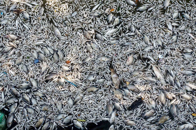 Cá chết trắng bụng trôi dạt vào bờ Hồ Tây với nhiều loại khác nhau từ cá dầu, cá rô phi đến cá mè - Ảnh: NGUYỄN KHÁNH