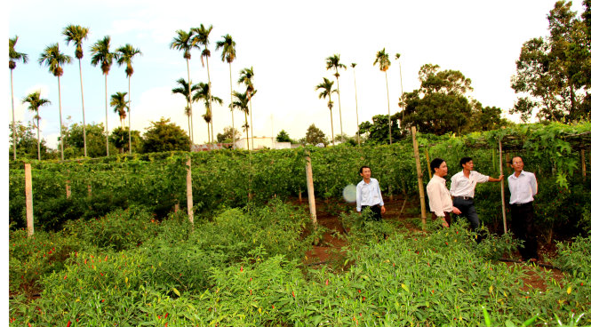 Khu vườn đầy hoa trái của anh Nguyễn Văn Khiển ở xã Phú Xuân, vùng kinh tế mới của người Huế tại huyện Krông Năng (Đắk Lắk) - Ảnh: MINH TỰ