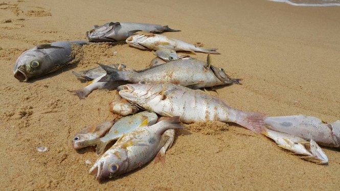 Cá chết dạt vào bờ biển xã Nhân Trạch, huyện Bố Trạch (Quảng Bình) sáng 4-5 - Ảnh: Nguyệt Anh