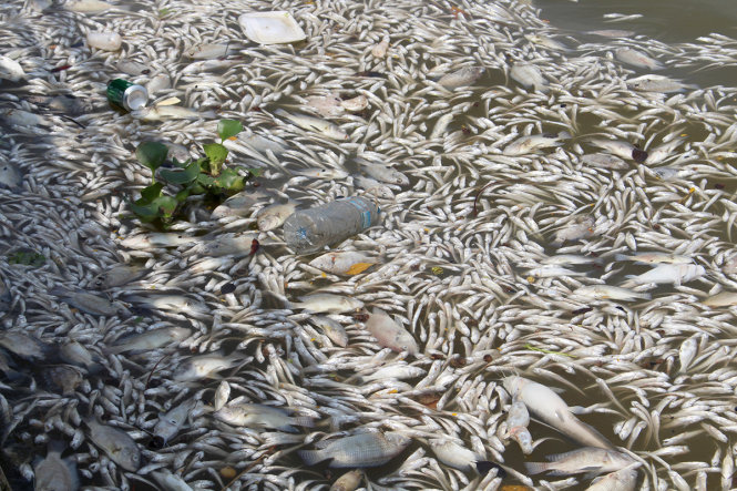 Cá chết bất thường, trôi dạt trắng ven bờ hồ Tây - Ảnh: CHÍ TUỆ