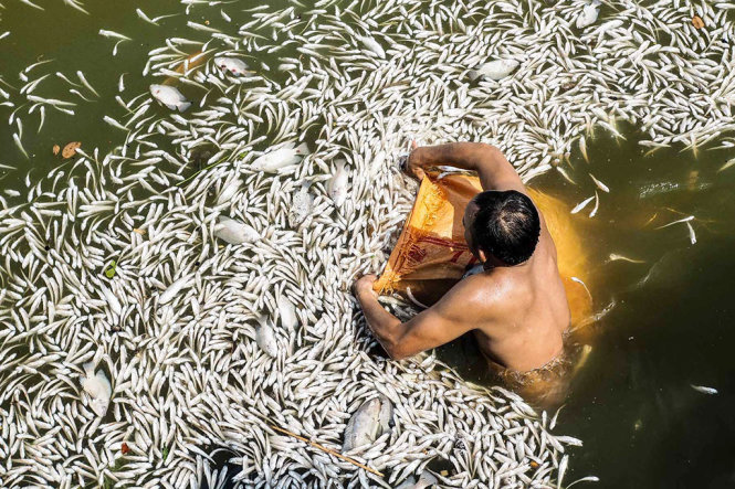 Số lượng cá chết ước lượng khoảng hàng chục tấn  - Ảnh: NGUYỄN KHÁNH