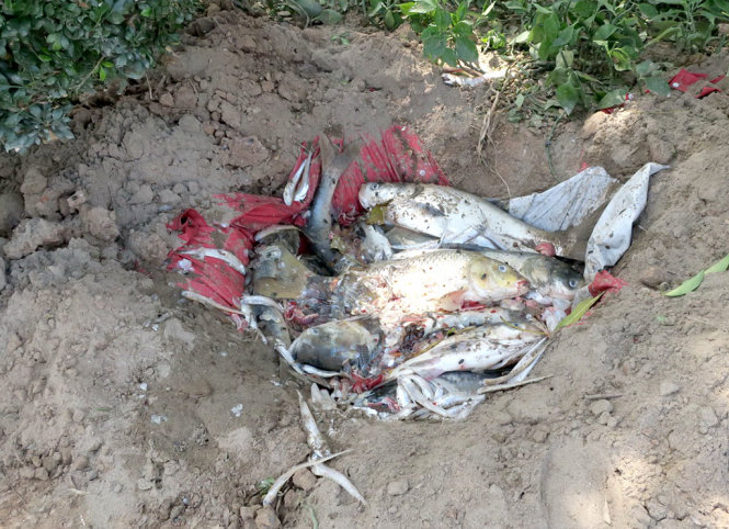 Người dân vớt cá và chôn ngay tại khuôn viên gần Hồ Tây -  Ảnh: TRẦN TIẾN DŨNG