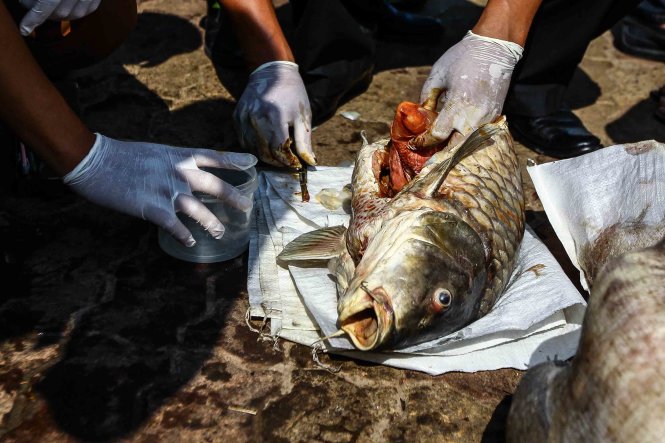 Một con cá được cơ quan chức năng mổ bụng để đưa đi xét nghiệm, hiện tại chưa có kết luận chính thức về nguyên nhân khiến cá tại Hồ Tây chết hàng loạt với quy mô rất lớn - Ảnh: Nguyễn Khánh