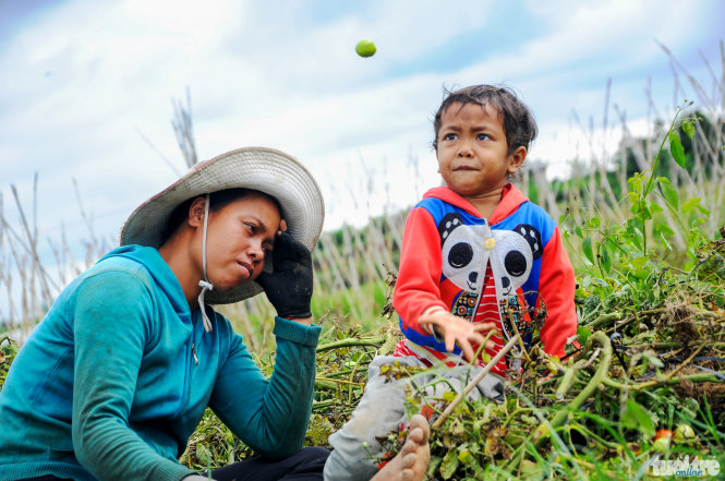 Chị Ha Thúy buồn thiu nhìn vườn cà chua bị phá bỏ, trong khi đứa con nhỏ chơi đùa với những quả cà chua - Ảnh: Lâm Thiên

