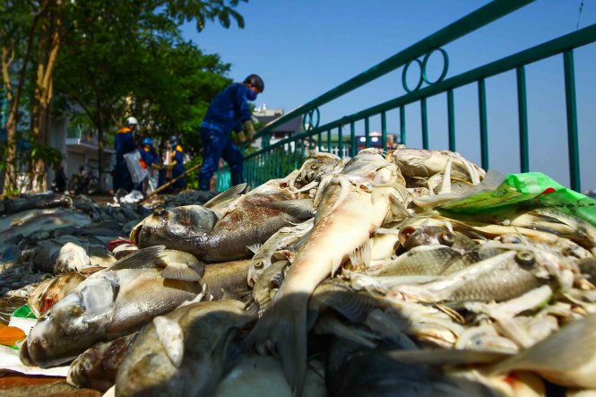 Cá chết được chất đống bên vỉa hè khu vực Hồ Tây, tất cả số cá chết sẽ được vận chuyển đến bãi rác Nam Sơn - Ảnh: Nguyễn Khánh
