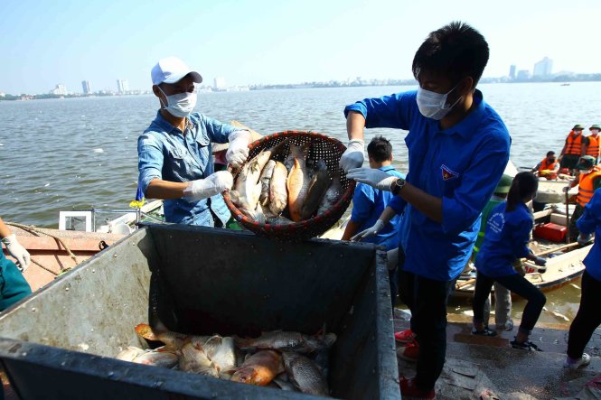 Lực lượng sinh viên tình nguyện cũng có mặt tại Hồ Tây đễ hỗ trợ công tác dọn dẹp xác cá - Ảnh: Nguyễn Khánh