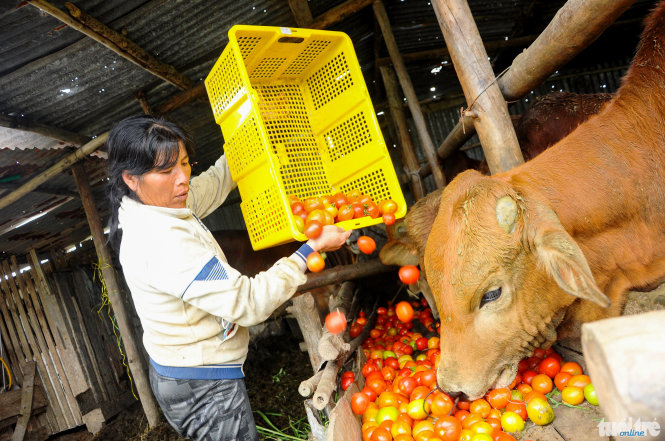 Do cà chua bị hư quá nhiều, không ai mua nên bà Nguyễn Thị Giáo (55 tuổi, xã Ka Đơn, huyện Đơn Dương) đành lượm về cho bò ăn - Ảnh: Lâm Thiên

