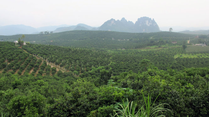 Bạt ngàn khu vực trồng cam Cao Phong