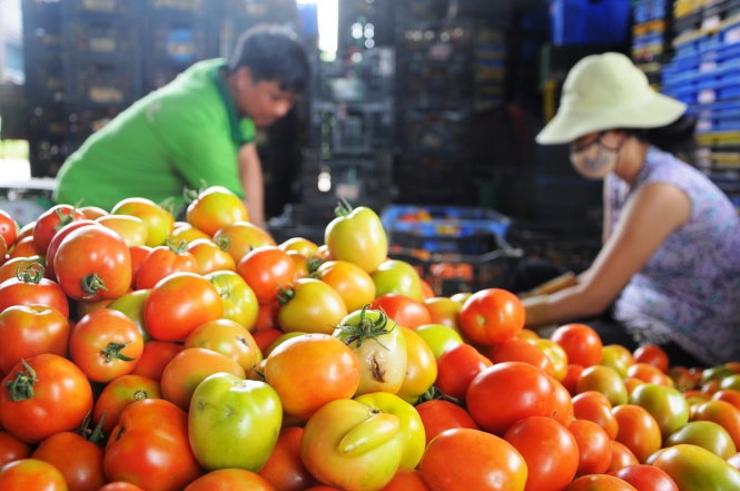 Những quả cà chua nhiễm bệnh bị sần sùi - Ảnh: LÂM THIÊN