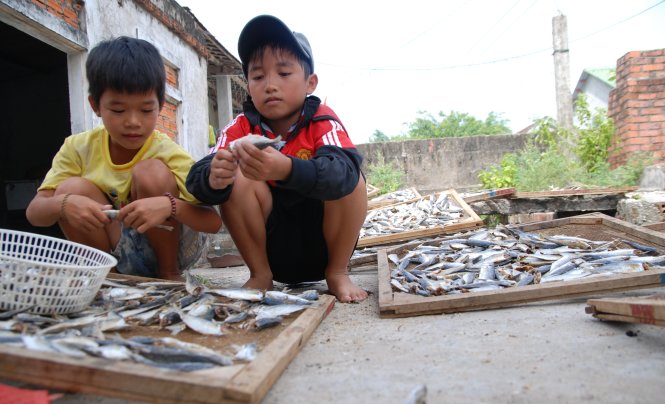 Sau vụ cá biển chết hàng loạt, nhiều học sinh vùng biển huyện Gio Linh (Quảng Trị) phải đi bẻ đầu cá thuê để kiếm tiền đóng tiền học – Ảnh: QUỐC NAM