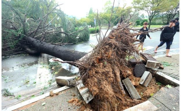 Cây xanh bị bật gốc trong gió mạnh ở thành phố Changwon - Ảnh: AFP
