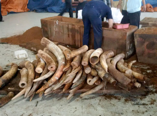 Hơn 500kg sản phẩm nghi Ngà voi bị phát hiện khi nhập về Cảng Sài Gòn KV1. Ảnh: Đoàn kiểm tra cung cấp