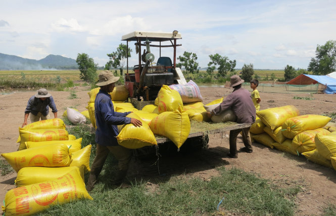 Nông dân xã Lương An Trà, huyện Tri Tôn (An Giang) thu hoạch lúa rồi chở ra bán thẳng cho thương lái - Ảnh: K.NAM