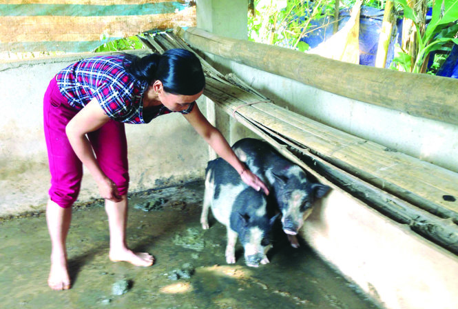 Một gia đình nghèo ở Tủa Chùa và hai con lợn giống mới được nhận của Nhà nước có giá gấp đôi giá thị trường - Ảnh: N.LINH