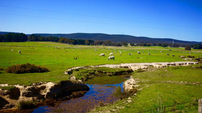 Suốt dọc hành trình từ Sydney đi Canberra là những thảm cỏ xanh rờn. Từ đàn cừu, bò hoặc ngựa nhởn nhơ gặm cỏ, phơi nắng và yêu nhau