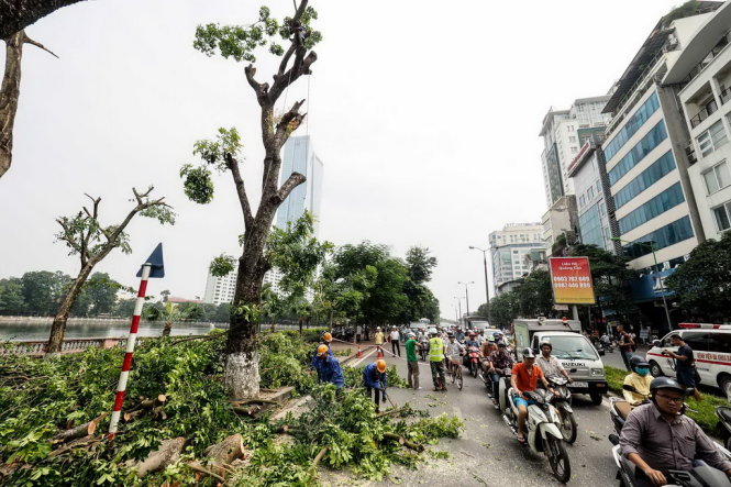 Hàng cây xanh trên phố Kim Mã mất đi sẽ khiến việc di chuyển của người dân gặp rất nhiều vất vả, đặc biệt trong những ngày hè