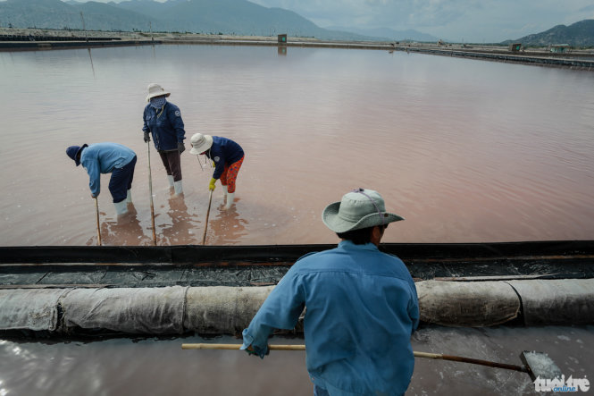 Những công nhân ở Cà Ná tất bật làm việc trên cánh đồng muối trải dài hàng chục hecta. Họ tự hào về muối Cà Ná – thứ muối sạch và mặn nhất Việt Nam - Ảnh: Tiến Thành