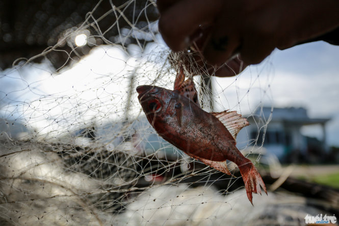 Với người dân Cà Ná, con cá vừa là thức ăn, vừa là nguồn thu nhập mưu sinh hàng ngày - Ảnh: Tiến Thành