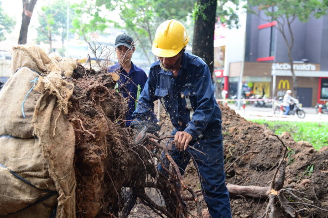 Cắt tỉa rễ cây trước khi bọc lại